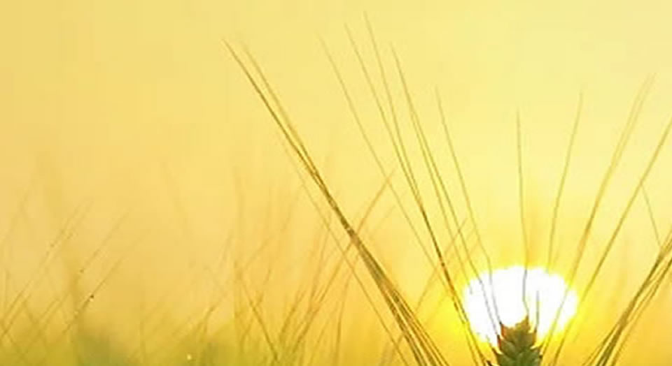 yellow background with sun